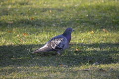 Columba livia domestica