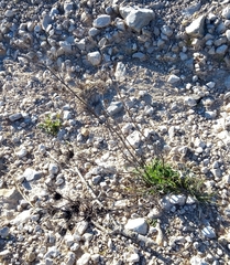 Eryngium dilatatum