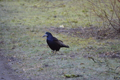 Corvus frugilegus