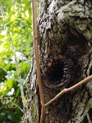 Scaptotrigona bipunctata