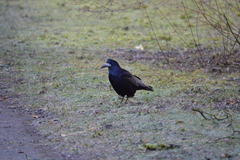 Corvus frugilegus