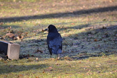 Corvus frugilegus