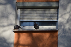 Columba livia domestica