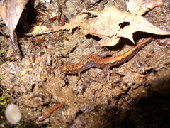 Great Balsams Mountain Dusky Salamander photo 5