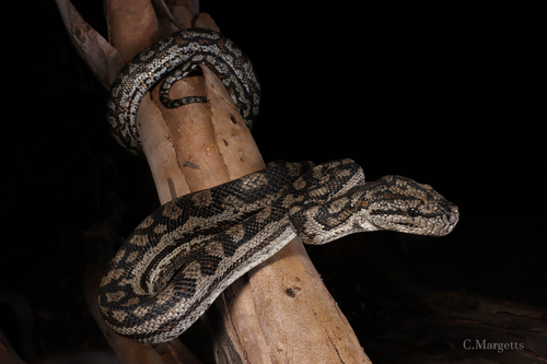 Inland Carpet Python sighting