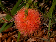 Melaleuca