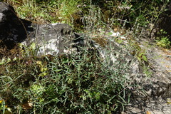 Teucrium asiaticum