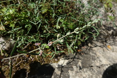 Teucrium asiaticum