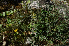 Teucrium asiaticum