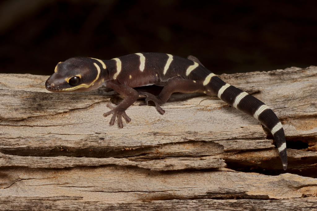 Inland Marbled Velvet Gecko