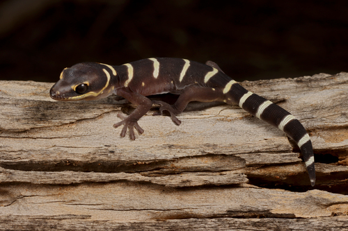 Inland Marbled Velvet Gecko
