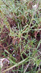 Senecio crassiusculus