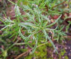 Senecio crassiusculus