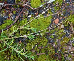 Senecio crassiusculus