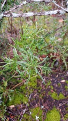 Senecio crassiusculus