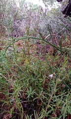 Senecio crassiusculus
