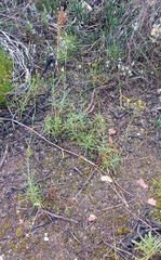 Senecio crassiusculus