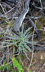Senecio crassiusculus
