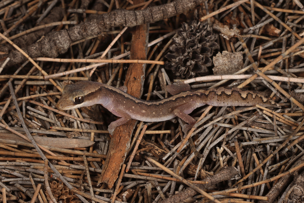 Eastern Stone Gecko