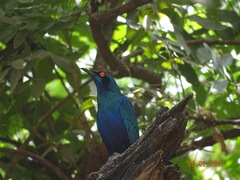 Lamprotornis chalcurus