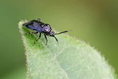 Deraeocoris punctum