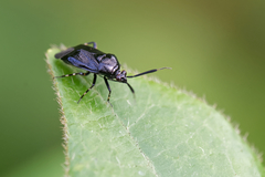 Deraeocoris punctum