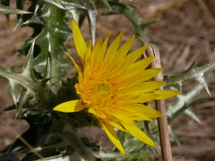 Scolymus grandiflorus