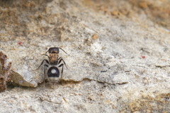 Sigilla dorsata
