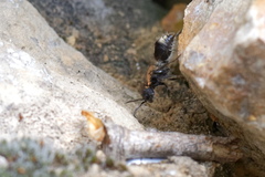 Sigilla dorsata