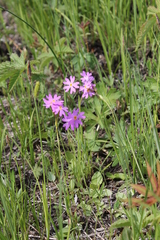 Primula nutans