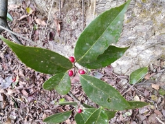 Ilex chinensis