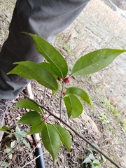 Ilex chinensis