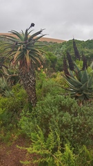 Aloe ferox