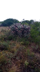 Aloe ferox