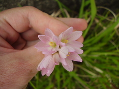 Ixia polystachya