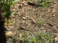 Podarcis guadarramae guadarramae