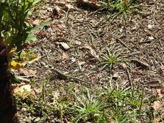 Podarcis guadarramae guadarramae