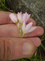 Ixia polystachya