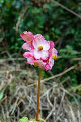 Begonia acerifolia
