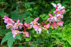 Begonia erythrocarpa