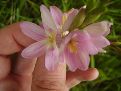 Ixia polystachya