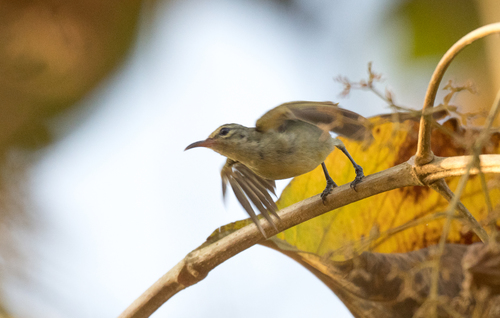 iNaturalist image