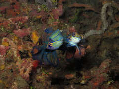 Synchiropus splendidus