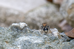 Sigilla dorsata