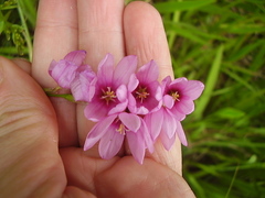 Ixia polystachya