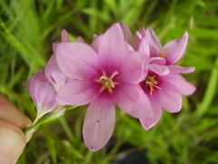 Ixia polystachya