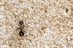 Sigilla dorsata