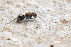 Sigilla dorsata