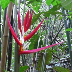 Heliconia angusta