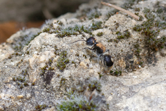 Sigilla dorsata